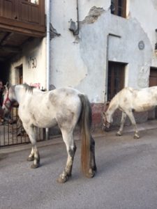 Horses in Las Herrerias